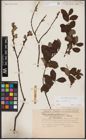 Foto von Salix aurita L.